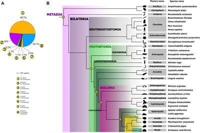 Comparative Single-Cell Transcriptomics Reveals Novel Genes Involved in Bivalve Embryonic Shell Formation and Questions Ontogenetic Homology of Molluscan Shell Types